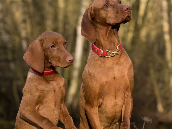 Our favourite four-legged clients